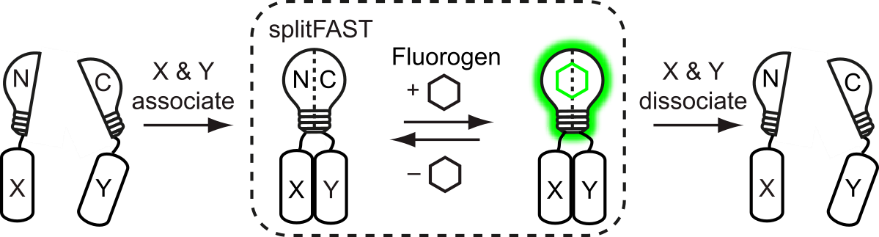 hybrides chemogénétiques fluorescents
