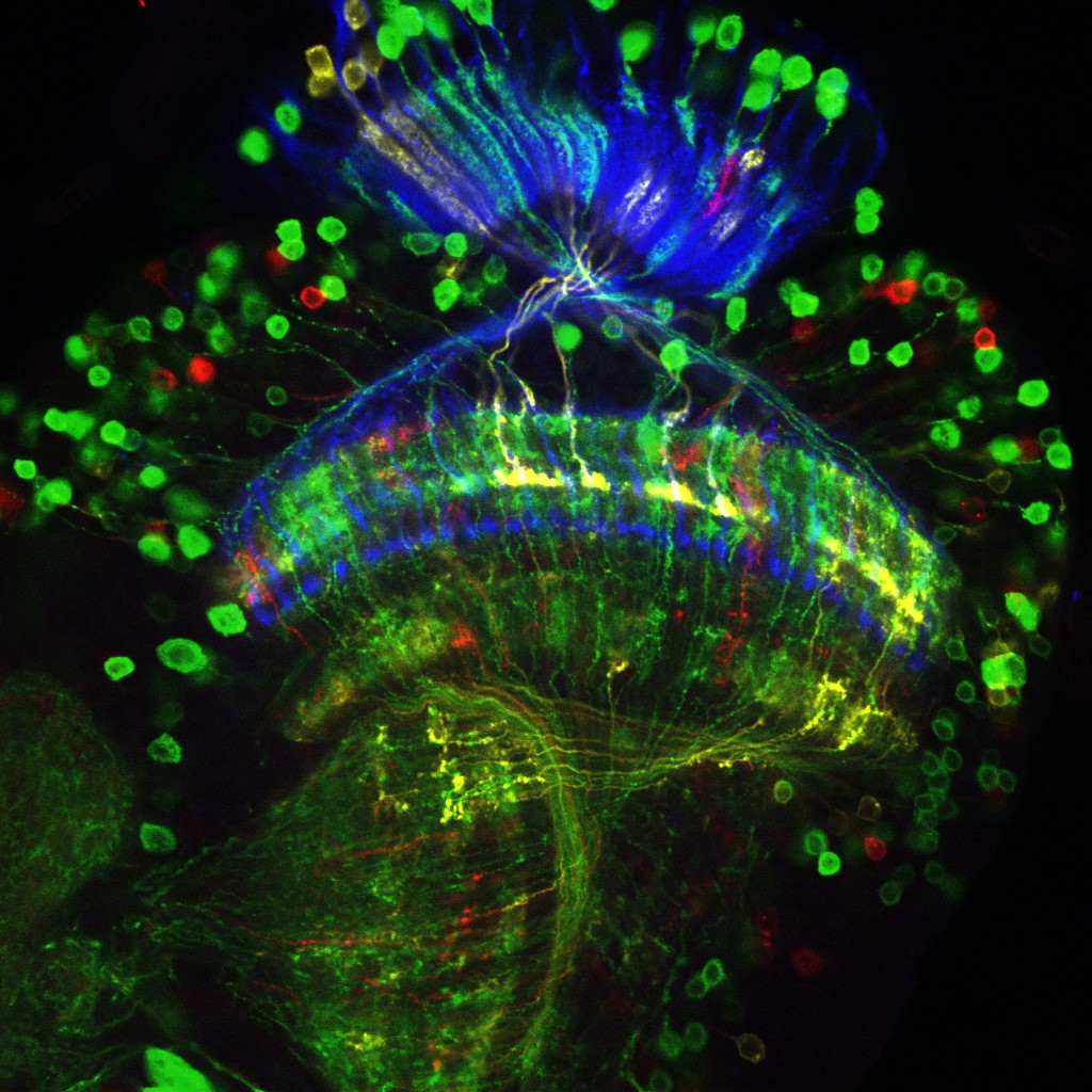 système visuel de la drosophile avec un marquage Flybow © IBENS