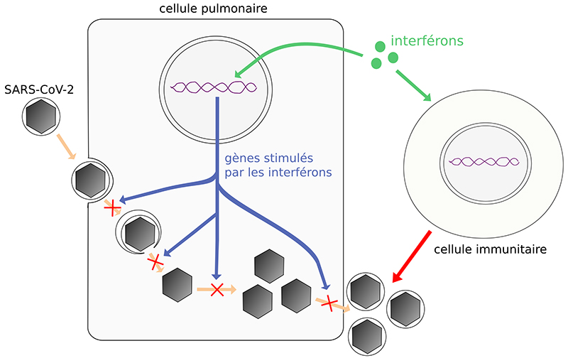Covid-19 | Contribution d’un normalien à la recherche de traitement