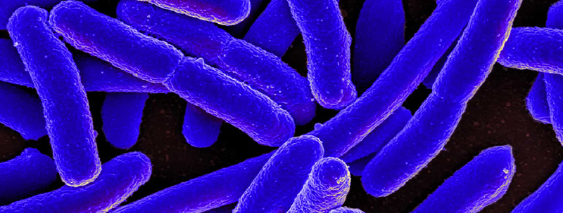 Bactéries E. Coli 