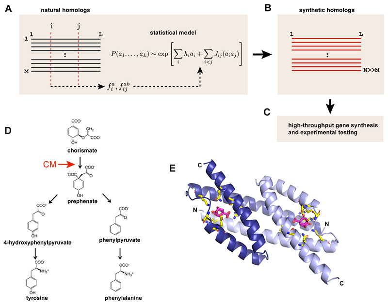 Ingénierie évolutive des protéines basée sur les données de la chorismate mutase