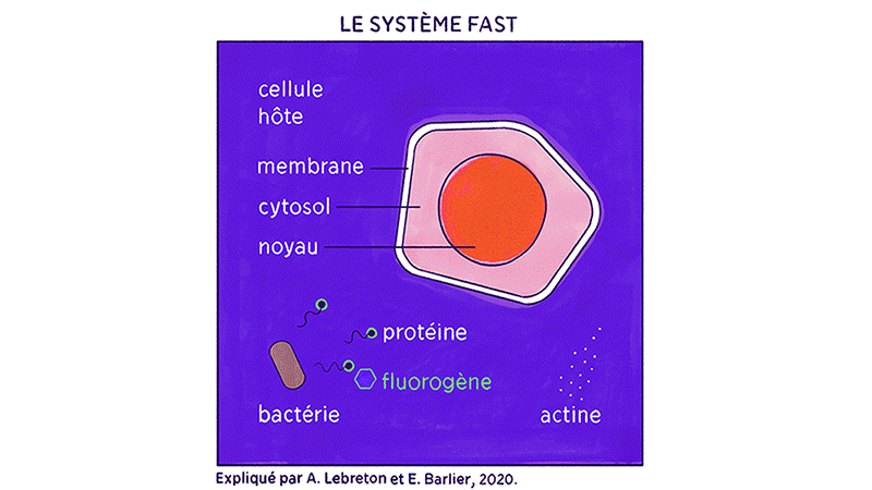 cycle-intracellulaire-listeria-monocytogenese