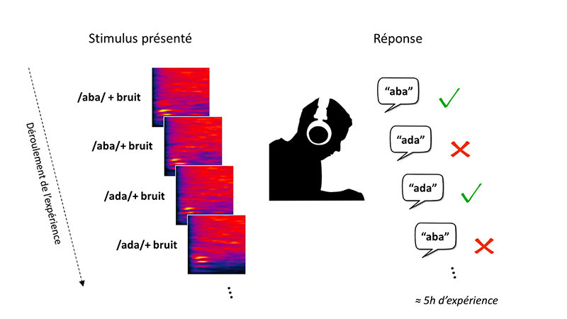 image-experience-aba-ada