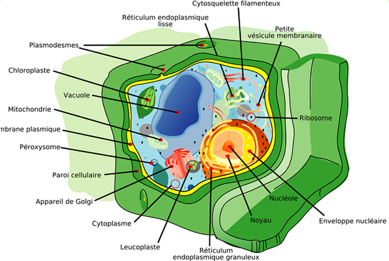 Structure d’une cellule végétale © Mariana Ruiz Villarreal / Wikimedia