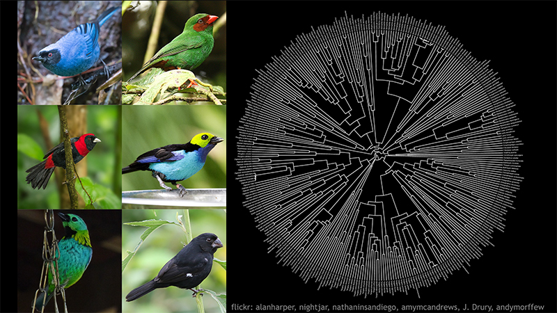 Illustration de la radiation évolutive des thraupidés. À gauche: les thraupidés sont une famille de passereaux qui présente une extraordinaire diversité d’espèces et de traits morphologiques. À droite : phylogénie du groupe, qui, associée aux traits des espèces actuelles et aux modèles mathématiques, permet d'identifier les facteurs qui ont favorisé cette radiation.