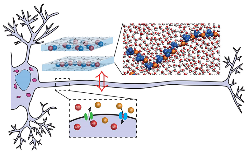 Prototype de neurone artificiel : les fentes nanofluidiques peuvent jouer le rôle des canaux ioniques, qui permettent aux neurones de communiquer. Le transport d’ions à l’origine de cette communication est assuré par des grappes d’ions. © Paul Robin, étudiant en thèse au Laboratoire de physique de l'ENS.