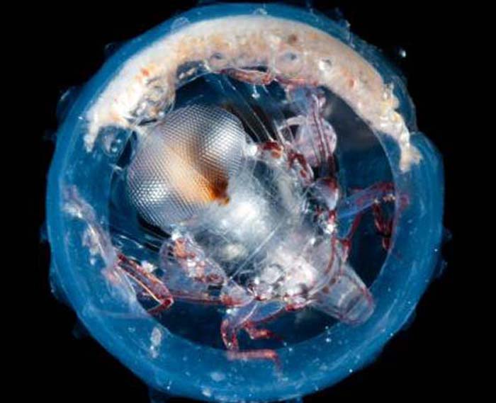 Tara_catalogue-genes