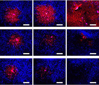circuits génétiques