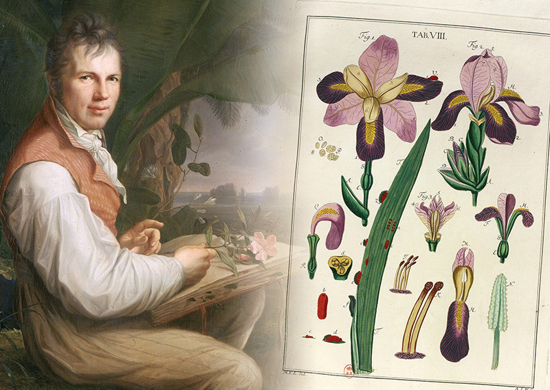 Alexander de Humboldt peint par Friedrich Georg Weitsch, 1806