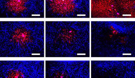 circuits génétiques