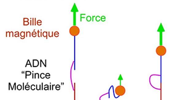actu_publication_pince-moleculaire