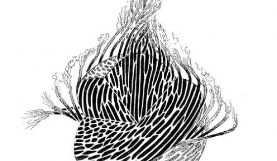 actu_dessin_bouligand