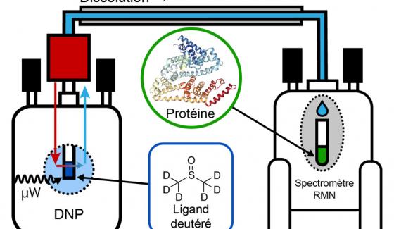 actu-chimie-médicaments-deutérés
