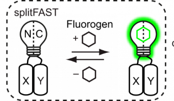 hybrides chemogénétiques fluorescents