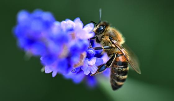 Les Sciences participatives au secours de la biodiversité