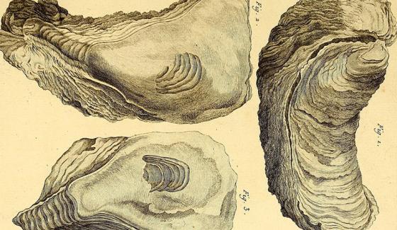 Tableau encyclopédique et méthodique des trois règnes de la nature (1791)
