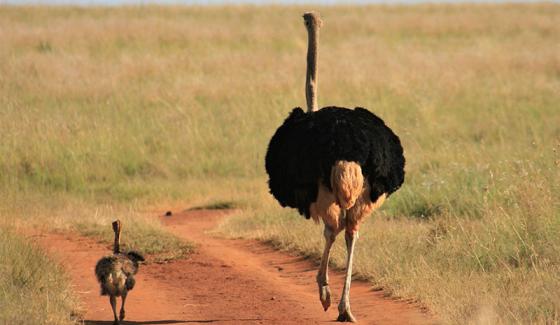 Autruche actuelle