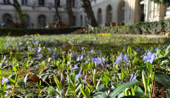 l'ENS en fleurs