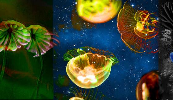 Les Savoirs de l'Ecole Le vivant