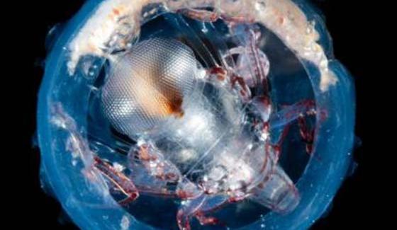 Actu_Tara_catalogue-genes