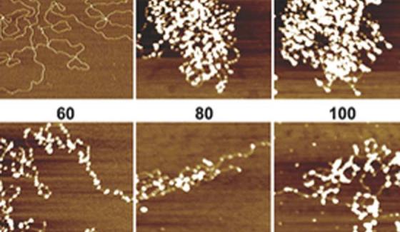 Publication_microgels-hybrides-ADN-proteine