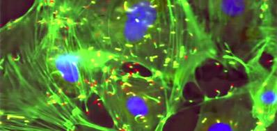 Institut de biologie de l’Ecole normale supérieure