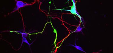 neuropsychologie interventionnelle